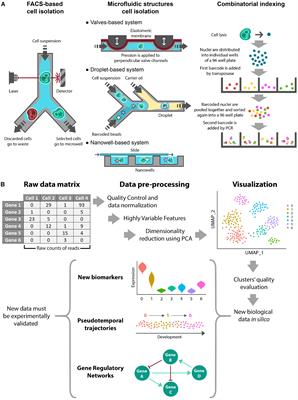 Unraveling Root Development Through Single-Cell Omics and Reconstruction of Gene Regulatory Networks